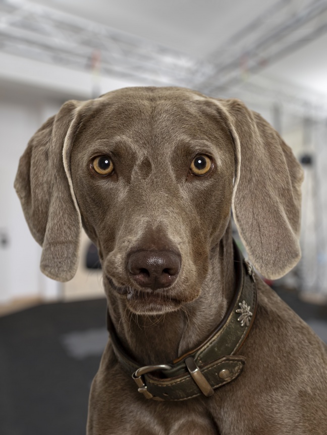 Dog-2-Bg-3-4